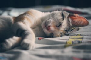 importance-of-pet-vaccination