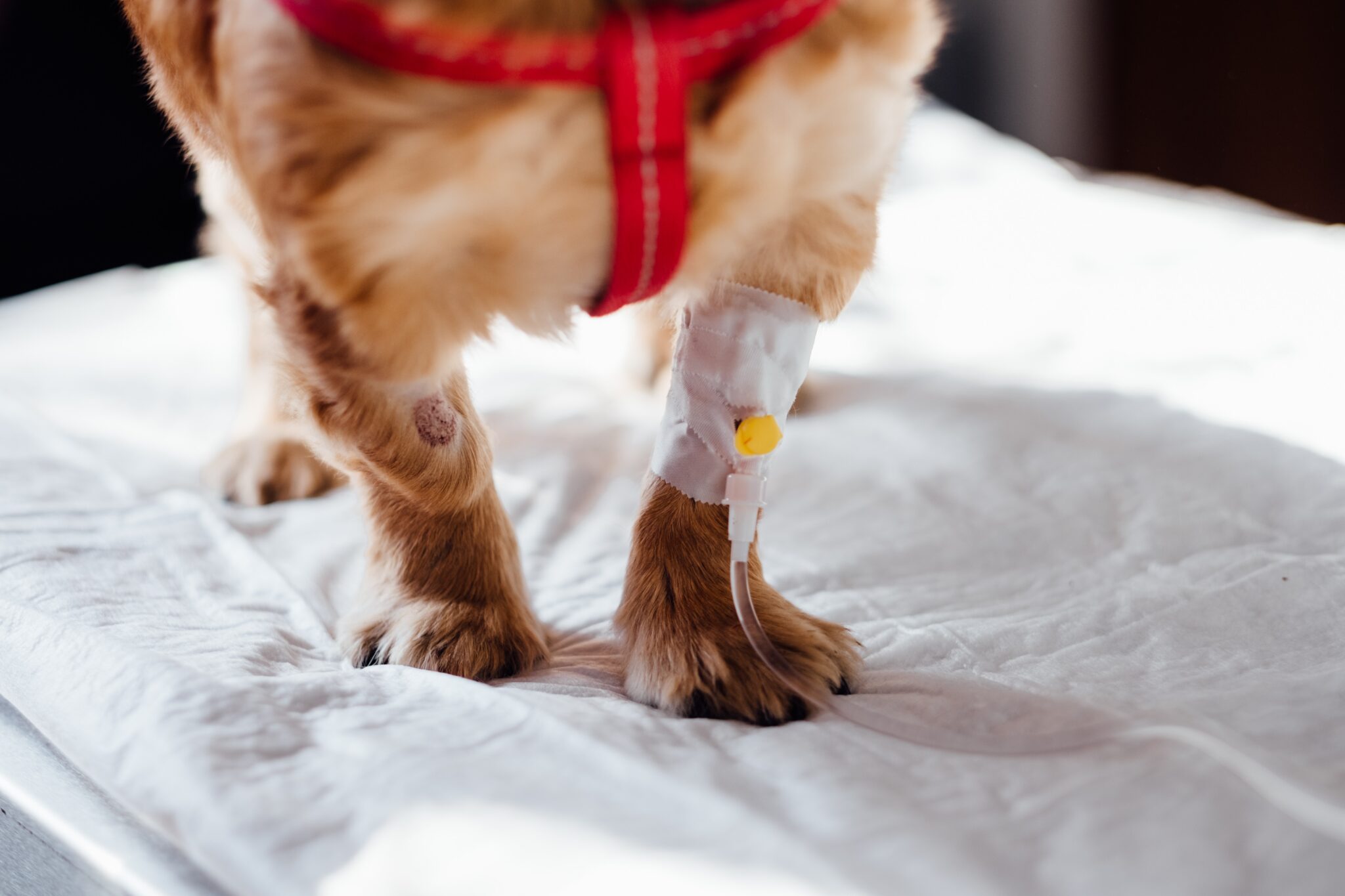 booster-shots-for-pets