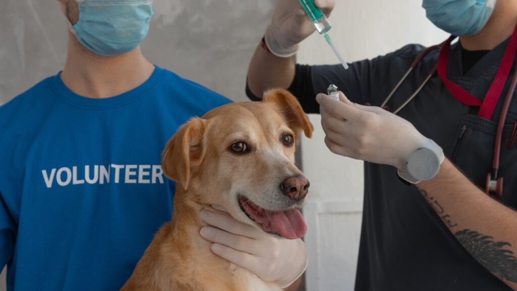 Herd-Immunity-in-Pet-Vaccination