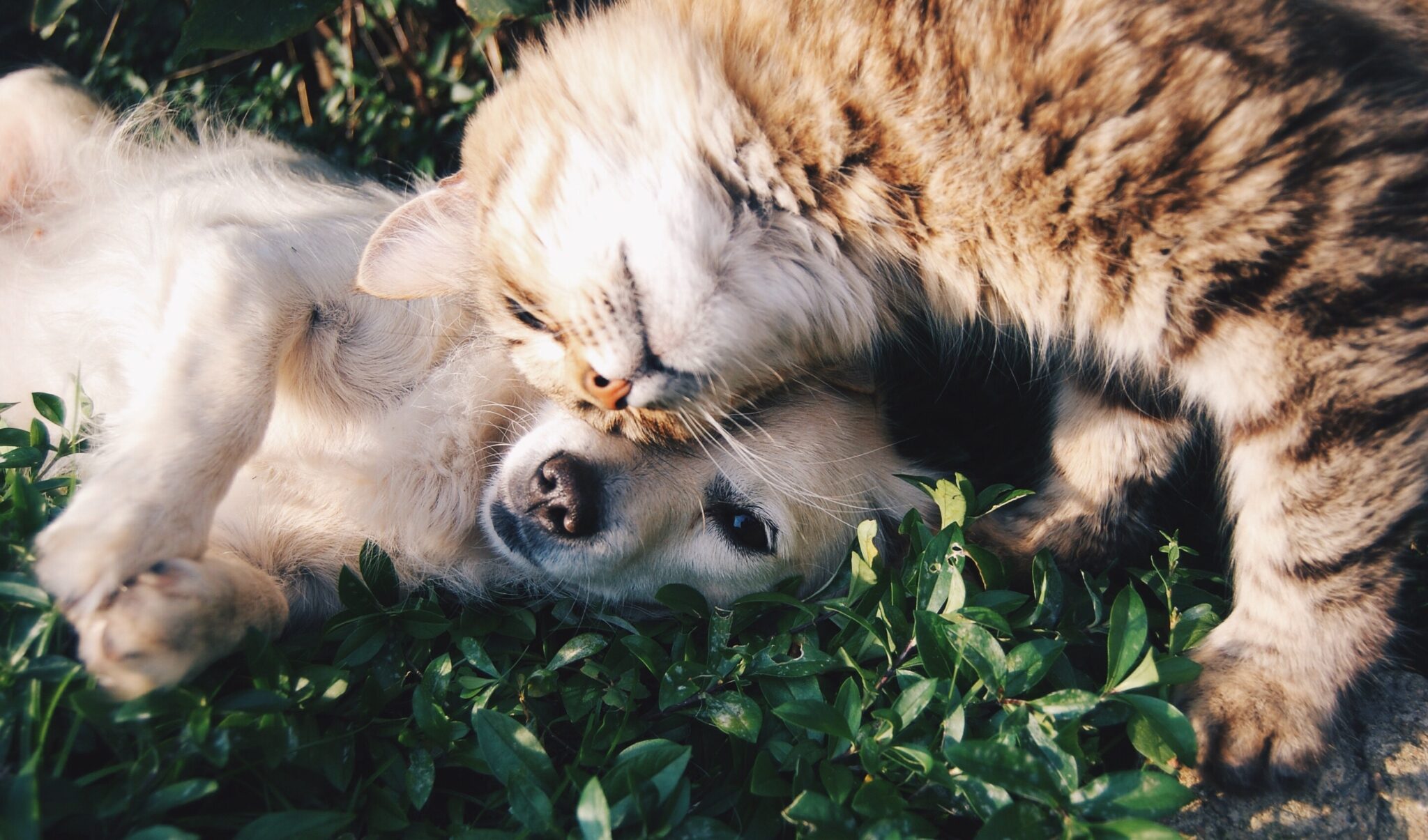 vaccine-schedules-for-adult-dogs-and-cats